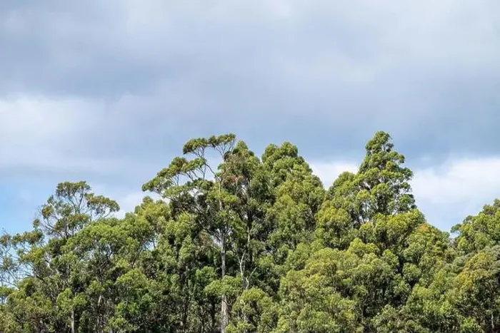 Framed Print : farm surrounded by over a plantation of trees, in a forestry farm, in the bush in the mountains in australia Framed Print : farm surrounded by over a plantation of trees, in a forestry farm, in the bush in the mountains in australia