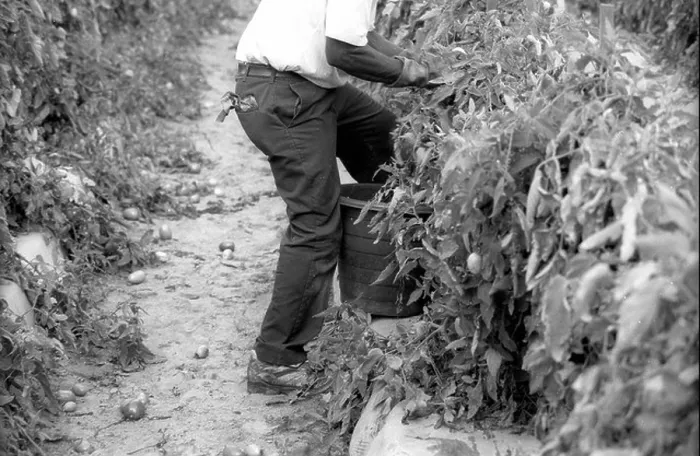 Framed Print : A farm worker picks tomatoes in a field in Immokalee. row agriculture workers immigrants latinos Framed Print : A farm worker picks tomatoes in a field in Immokalee. row agriculture workers immigrants latinos