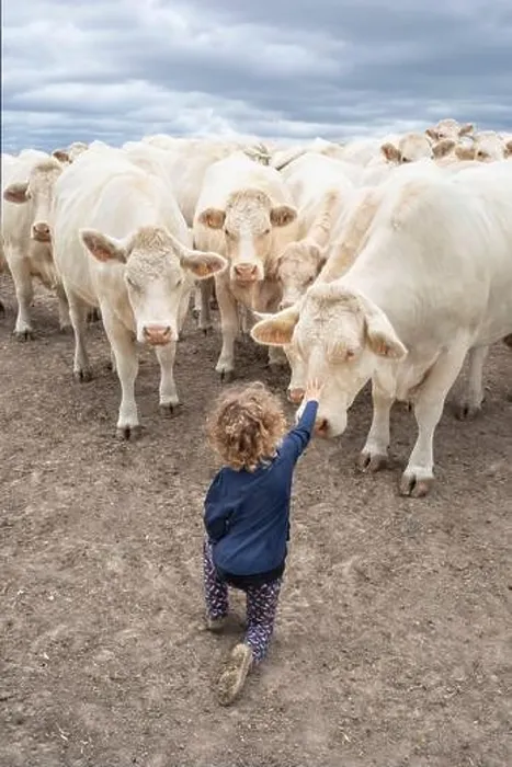 Framed Print : Farmer's granddaughter facing a herd of fearless Charolais cows