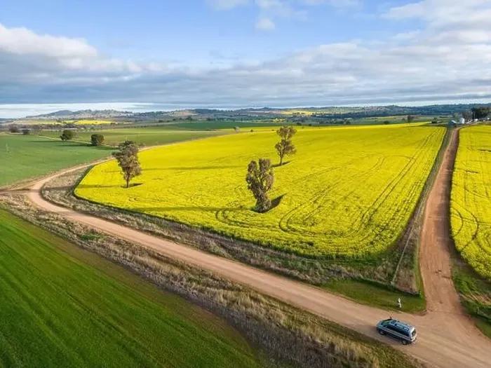 Framed Print : Farmland crops as far miles and miles in rural NSW Australia. Growing canola and wheat mixed with grazing paddocks Framed Print : Farmland crops as far miles and miles in rural NSW Australia. Growing canola and wheat mixed with grazing paddocks