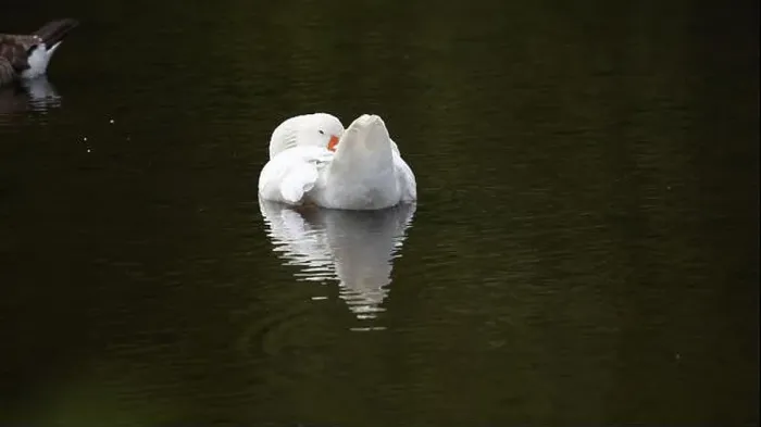 Framed Print : Farmyard goose preening on the mill pond Framed Print : Farmyard goose preening on the mill pond