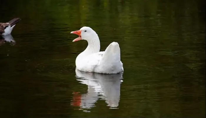 Framed Print : Farmyard goose preening on the mill pond Framed Print : Farmyard goose preening on the mill pond