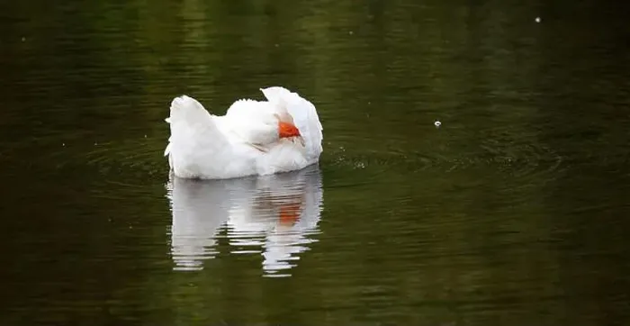 Framed Print : Farmyard goose preening on the mill pond Framed Print : Farmyard goose preening on the mill pond