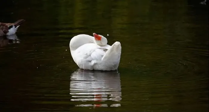 Framed Print : Farmyard goose preening on the mill pond Framed Print : Farmyard goose preening on the mill pond