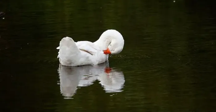 Framed Print : Farmyard goose preening on the mill pond Framed Print : Farmyard goose preening on the mill pond