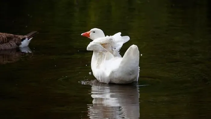 Framed Print : Farmyard goose preening on the mill pond Framed Print : Farmyard goose preening on the mill pond