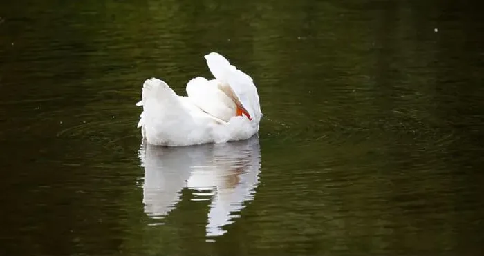 Framed Print : Farmyard goose preening on the mill pond Framed Print : Farmyard goose preening on the mill pond