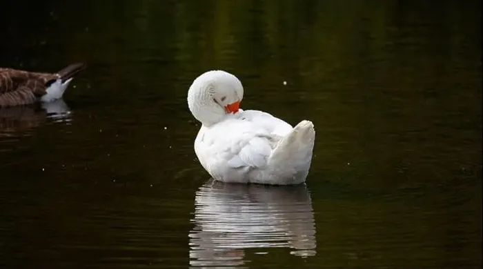 Framed Print : Farmyard goose preening on the mill pond Framed Print : Farmyard goose preening on the mill pond