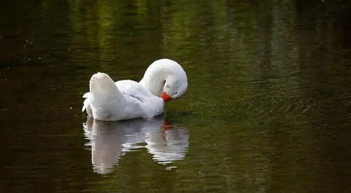 Framed Print : Farmyard goose preening on the mill pond Framed Print : Farmyard goose preening on the mill pond