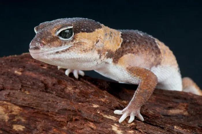 Framed Print : Fat-tailed gecko / Hemitheconyx caudicinctus Framed Print : Fat-tailed gecko / Hemitheconyx caudicinctus