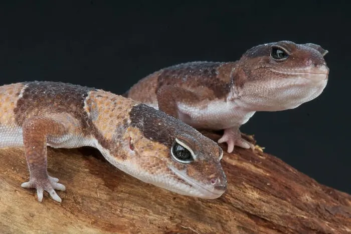 Framed Print : Fat-tailed gecko / Hemitheconyx caudicinctus Framed Print : Fat-tailed gecko / Hemitheconyx caudicinctus