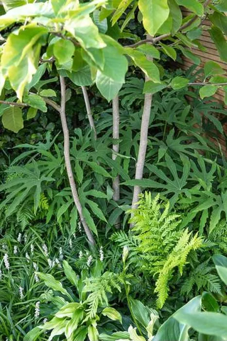 Framed Print : Fatsia polycarpa Green Fingers (aralia) Framed Print : Fatsia polycarpa Green Fingers (aralia)