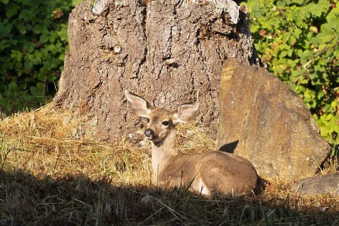 Framed Print : A fawn resting next to a tree in Eugene, Oregon Framed Print : A fawn resting next to a tree in Eugene, Oregon