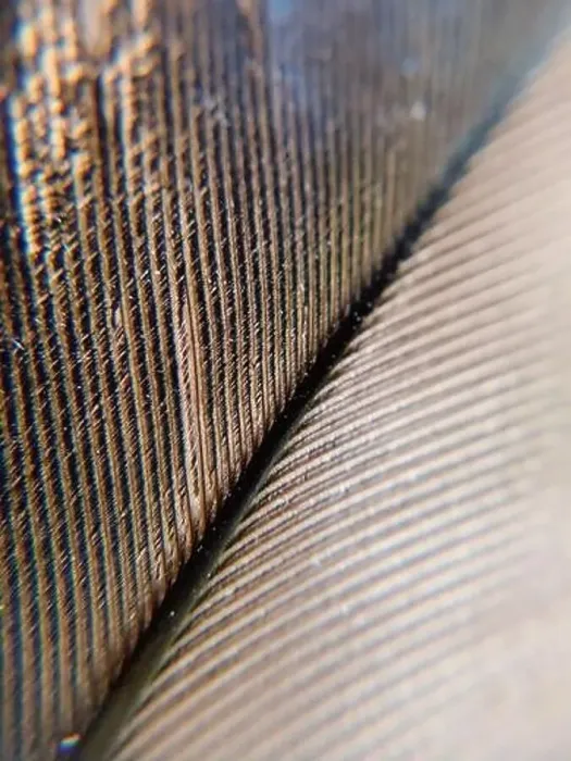 Framed Print : Feather up close Framed Print : Feather up close