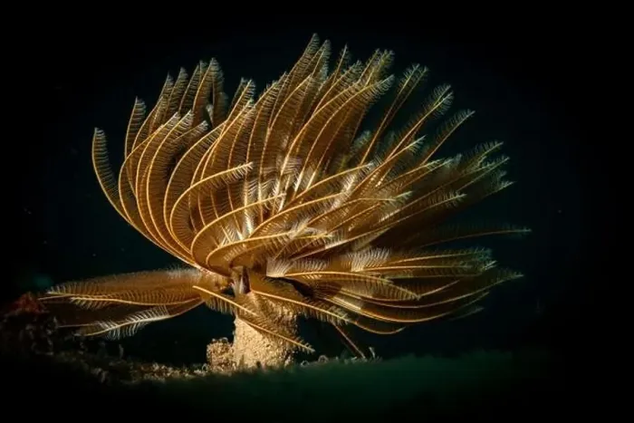 Framed Print : Feather duster worm (abellastarte spectabilis) on the reef off the island of Sint Maarten, Dutch Caribbean Framed Print : Feather duster worm (abellastarte spectabilis) on the reef off the island of Sint Maarten, Dutch Caribbean