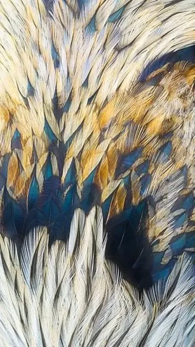 Framed Print : feathers abstract texture, closeup of birds plumage Framed Print : feathers abstract texture, closeup of birds plumage