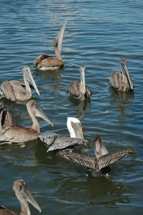 Framed Print : Feeding Frenzy of Multiple Florida Pelicans near a fish cleaning station getting into position to grab fish parts being Framed Print : Feeding Frenzy of Multiple Florida Pelicans near a fish cleaning station getting into position to grab fish parts being