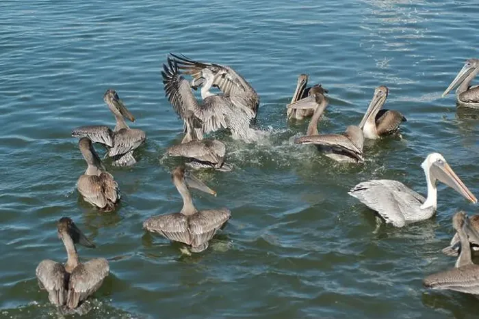Framed Print : Feeding Frenzy of Multiple Florida Pelicans near a fish cleaning station getting into position to grab fish parts being Framed Print : Feeding Frenzy of Multiple Florida Pelicans near a fish cleaning station getting into position to grab fish parts being