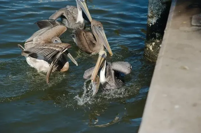 Framed Print : Feeding Frenzy of Multiple Florida Pelicans near a fish cleaning station getting into position to grab fish parts being Framed Print : Feeding Frenzy of Multiple Florida Pelicans near a fish cleaning station getting into position to grab fish parts being