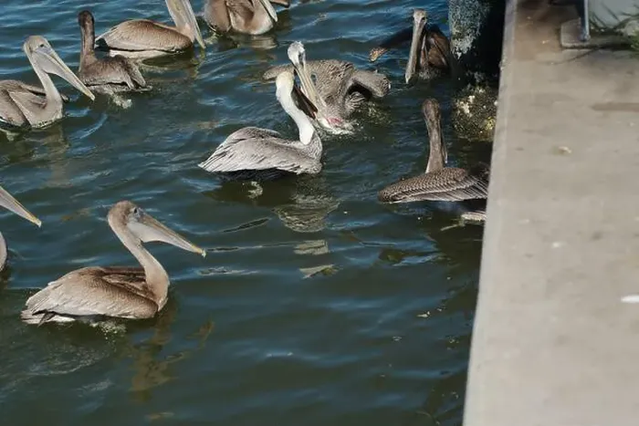 Framed Print : Feeding Frenzy of Multiple Florida Pelicans near a fish cleaning station getting into position to grab fish parts being