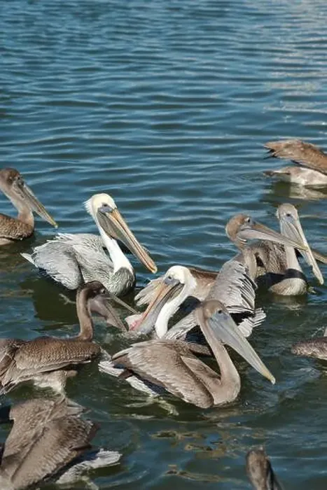 Framed Print : Feeding Frenzy of Multiple Florida Pelicans near a fish cleaning station getting into position to grab fish parts being Framed Print : Feeding Frenzy of Multiple Florida Pelicans near a fish cleaning station getting into position to grab fish parts being