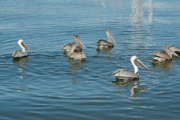 Framed Print : Feeding Frenzy of Multiple Florida Pelicans near a fish cleaning station getting into position to grab fish parts being Framed Print : Feeding Frenzy of Multiple Florida Pelicans near a fish cleaning station getting into position to grab fish parts being