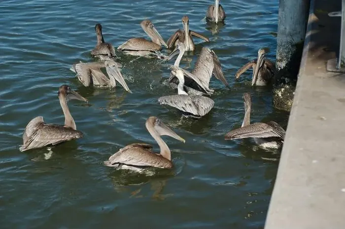 Framed Print : Feeding Frenzy of Multiple Florida Pelicans near a fish cleaning station getting into position to grab fish parts being Framed Print : Feeding Frenzy of Multiple Florida Pelicans near a fish cleaning station getting into position to grab fish parts being