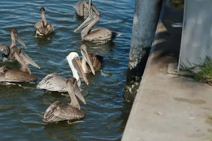 Framed Print : Feeding Frenzy of Multiple Florida Pelicans near a fish cleaning station getting into position to grab fish parts being Framed Print : Feeding Frenzy of Multiple Florida Pelicans near a fish cleaning station getting into position to grab fish parts being