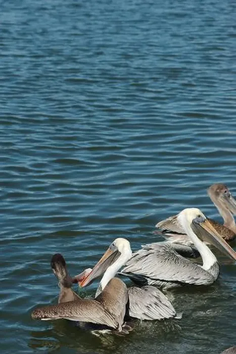 Framed Print : Feeding Frenzy of Multiple Florida Pelicans near a fish cleaning station getting into position to grab fish parts being
