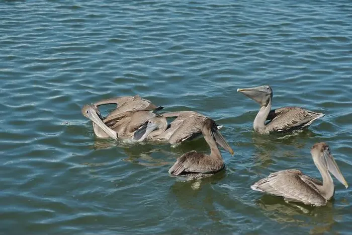 Framed Print : Feeding Frenzy of Multiple Florida Pelicans near a fish cleaning station getting into position to grab fish parts being Framed Print : Feeding Frenzy of Multiple Florida Pelicans near a fish cleaning station getting into position to grab fish parts being