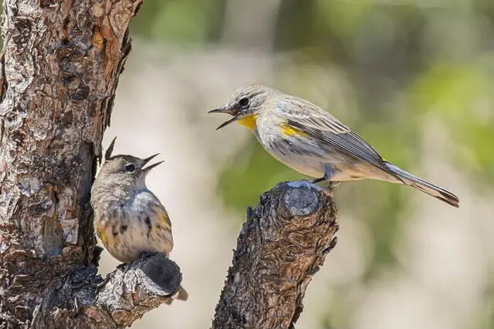 Framed Print : Female Adult Yellow rumped Warbler feeds Fledgling Framed Print : Female Adult Yellow rumped Warbler feeds Fledgling