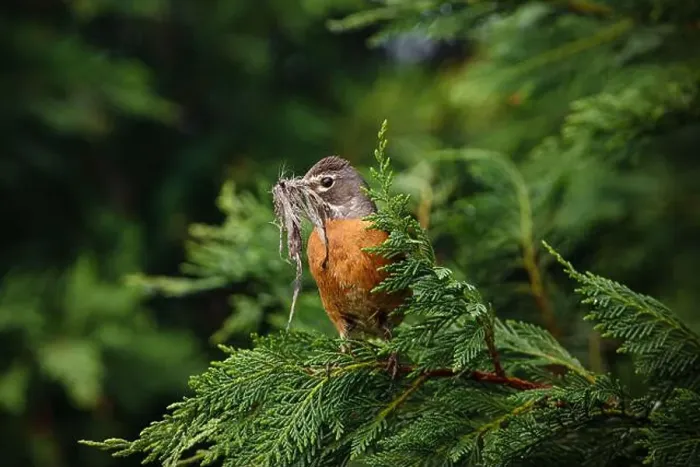 Framed Print : Female American Robin with nesting material perched in arborvitae Framed Print : Female American Robin with nesting material perched in arborvitae