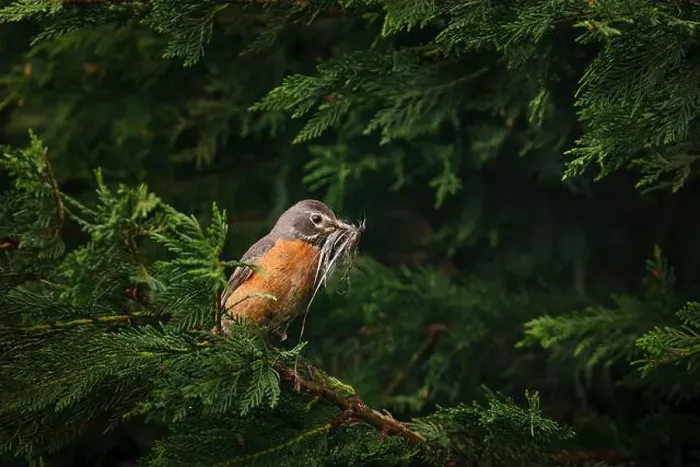 Framed Print : Female American Robin with nesting material perched in arborvitae Framed Print : Female American Robin with nesting material perched in arborvitae