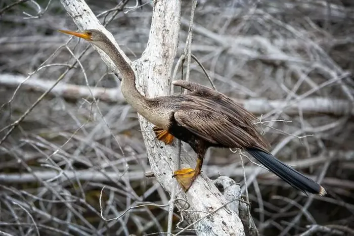 Framed Print : A female Anhinga (Anhinga anhinga) near Marco Island, Florida Framed Print : A female Anhinga (Anhinga anhinga) near Marco Island, Florida