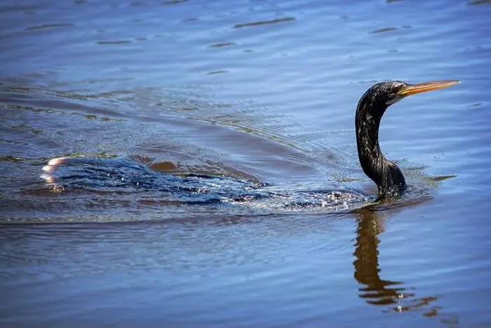 Framed Print : A female Anhinga (Anhinga anhinga) near Marco Island, Florida Framed Print : A female Anhinga (Anhinga anhinga) near Marco Island, Florida