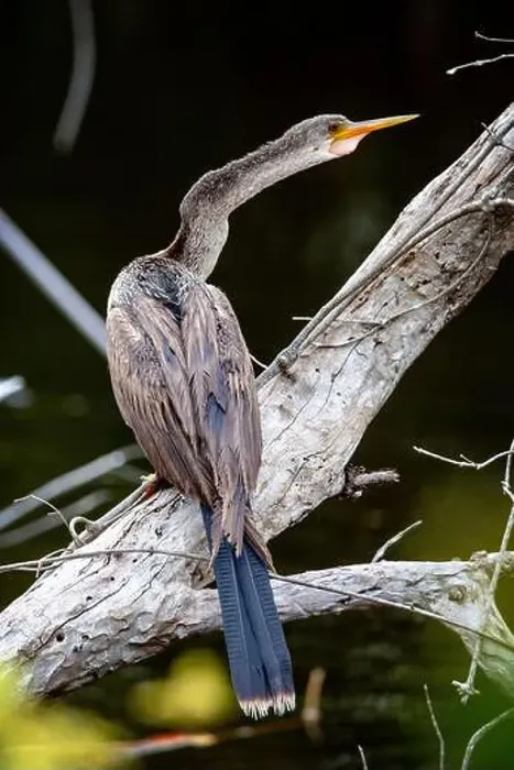 Framed Print : A female Anhinga (Anhinga anhinga) near Marco Island, Florida Framed Print : A female Anhinga (Anhinga anhinga) near Marco Island, Florida