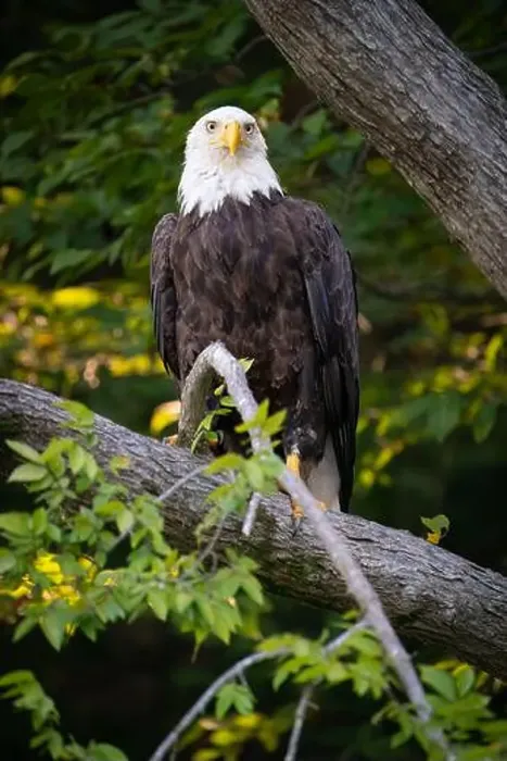 Framed Print : A female bald eagle perched along the James River Framed Print : A female bald eagle perched along the James River