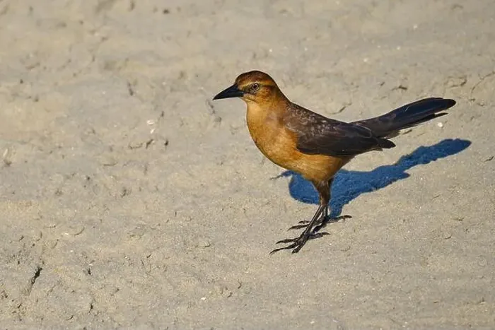 Framed Print : A female boat tailed grackle on the beach in Myrtle Beach South Carolina USA Framed Print : A female boat tailed grackle on the beach in Myrtle Beach South Carolina USA