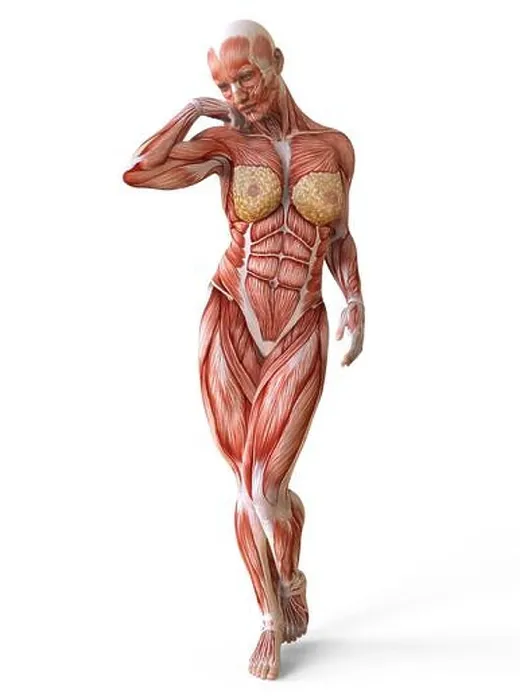 Framed Print : Female body without skin, anatomy and muscles isolated on white