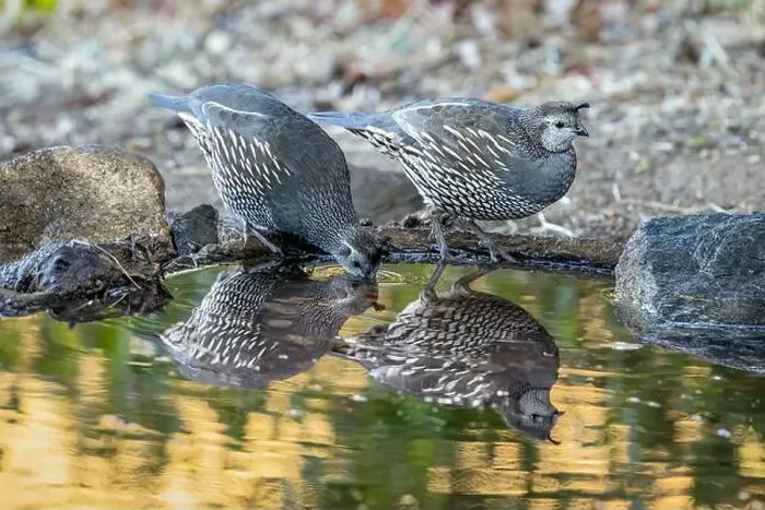 Framed Print : Two female California Quail (Callipepla californica) Framed Print : Two female California Quail (Callipepla californica)