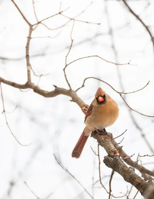 Framed Print : Female cardinal bird sitting on tree branch on cloudy winter day