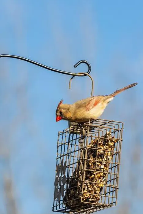Framed Print : A female cardinal sits atop a bird feeder in Northeast Indiana, USA Framed Print : A female cardinal sits atop a bird feeder in Northeast Indiana, USA