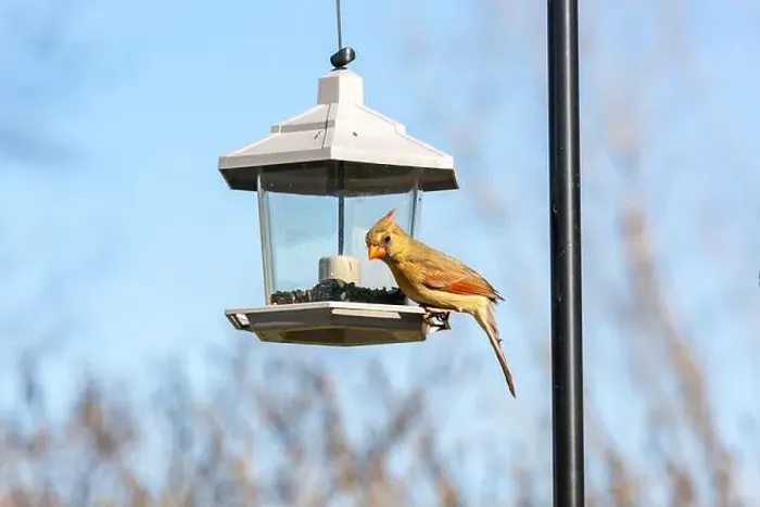 Framed Print : A female cardinal sits at a bird feeder in Northeast Indiana, USA