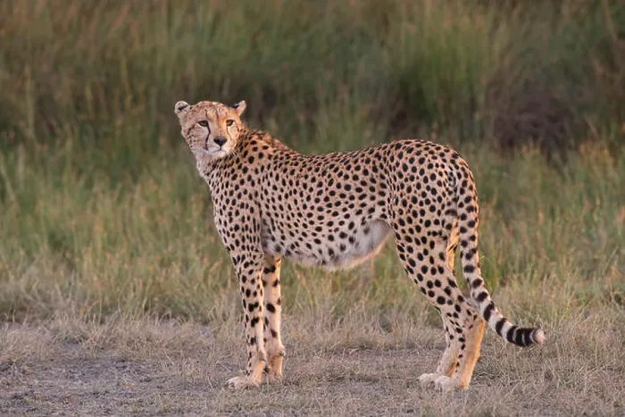 Framed Print : Female cheetah standing profile, Tanzania Framed Print : Female cheetah standing profile, Tanzania