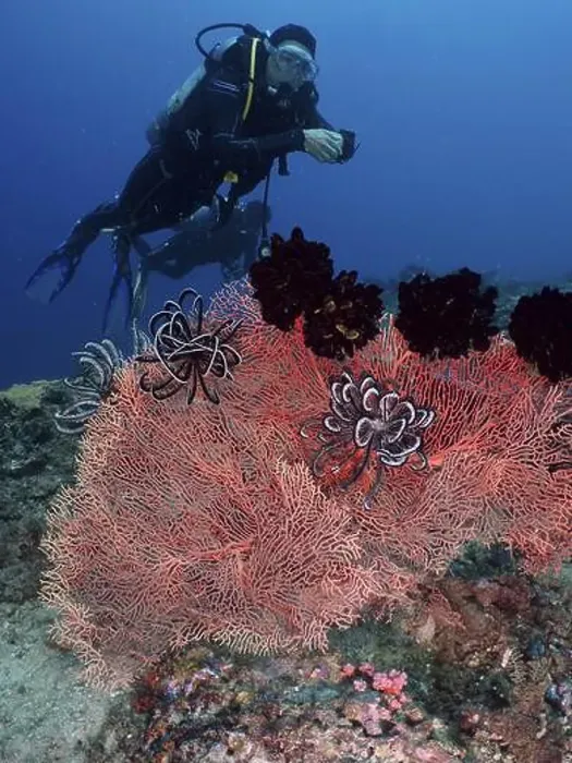 Framed Print : A female diver explores a coral reef with red knot fan (Melithaea ochracea) Framed Print : A female diver explores a coral reef with red knot fan (Melithaea ochracea)