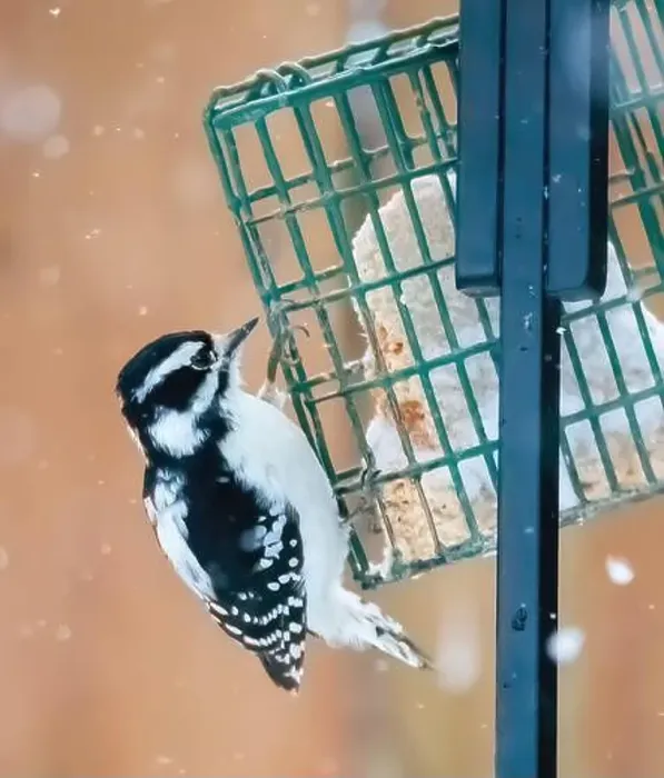 Framed Print : Female downy woodpecker eating suet while perched on the backyard feeder on a snowy spring day in Taylors Falls Framed Print : Female downy woodpecker eating suet while perched on the backyard feeder on a snowy spring day in Taylors Falls