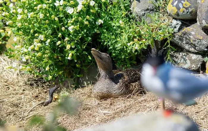 Framed Print : A female Eider duck (Somateria mollissima) sits on its nest Framed Print : A female Eider duck (Somateria mollissima) sits on its nest