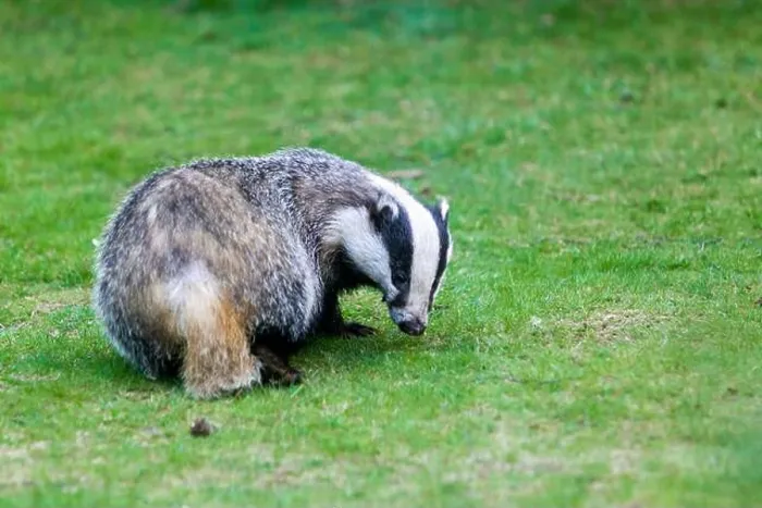 Framed Print : Female European badger Meles meles also known as the Eurasian badger, on a garden lawn, in the Highlands of Scotland Framed Print : Female European badger Meles meles also known as the Eurasian badger, on a garden lawn, in the Highlands of Scotland
