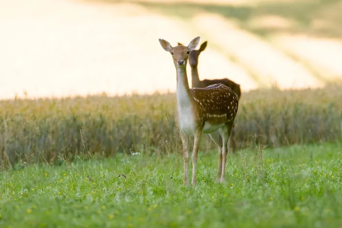 Framed Print : Female Fallow deer Dama dama feeding in wheat field