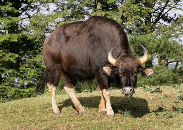 Framed Print : Female Gaur or Indian Bison, Bos gaurus (previously Bibos gauris), Bovinae, Bovidae. Large Asian Cattle Framed Print : Female Gaur or Indian Bison, Bos gaurus (previously Bibos gauris), Bovinae, Bovidae. Large Asian Cattle